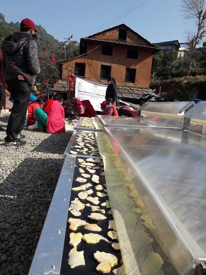 Solar conduction dryers with ginger loaded on trays