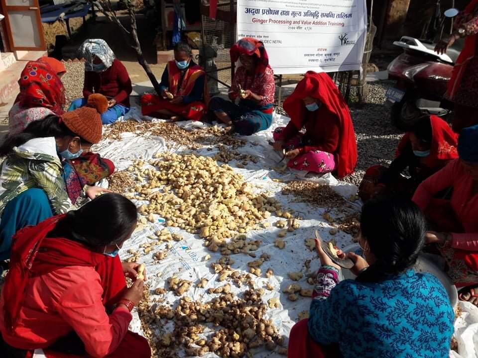 Women preparing ginger for processing at Manakamana Mahila Krishi Samuha