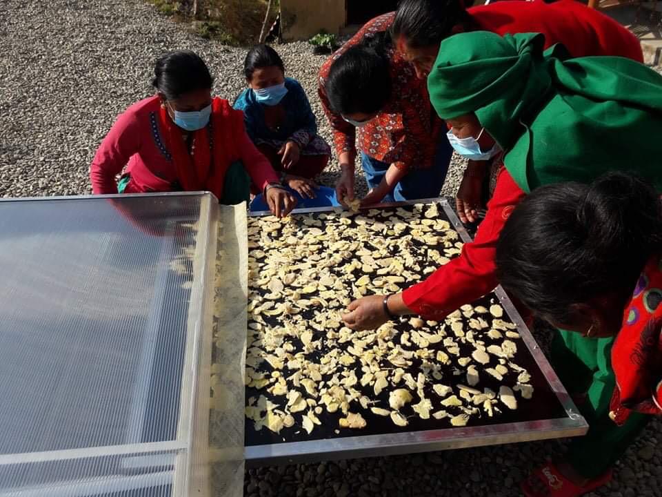 Ginger being loaded onto a solar conduction dryer tray