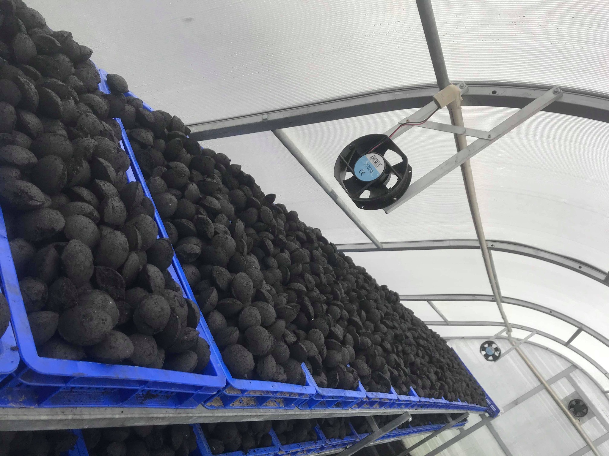 Agricultural produce loaded in the 250 square foot greenhouse dryer at Sanga